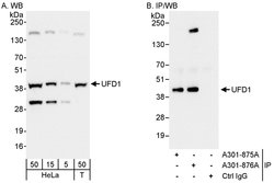 UFD1 Rabbit anti-Human, Polyclonal, Bethyl Laboratories 100 &mu;L; Unconjugated:Antibodies,