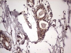 UFD1L Monoclonal Antibody (OTI8G6), TrueMAB , OriGene 100 &mu;L; Unconjugated:Antibodies,