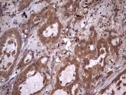 UFD1L Monoclonal Antibody (OTI8G6), TrueMAB , OriGene 100 &mu;L; Unconjugated:Antibodies,