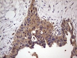UFD1L Monoclonal Antibody (OTI8G6), TrueMAB , OriGene 100 &mu;L; Unconjugated:Antibodies,