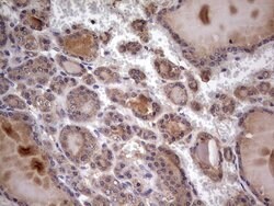 UFD1L Monoclonal Antibody (OTI8G6), TrueMAB , OriGene 100 &mu;L; Unconjugated:Antibodies,