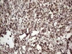 UFD1L Monoclonal Antibody (OTI8G6), TrueMAB , OriGene 100 &mu;L; Unconjugated:Antibodies,