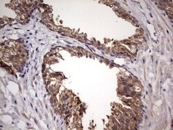 UFD1L Monoclonal Antibody (OTI8G6), TrueMAB , OriGene 100 &mu;L; Unconjugated:Antibodies,