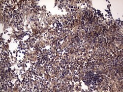 UFD1L Monoclonal Antibody (OTI8G6), TrueMAB , OriGene 100 &mu;L; Unconjugated:Antibodies,