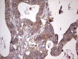 UFD1L Monoclonal Antibody (OTI8G6), TrueMAB , OriGene 100 &mu;L; Unconjugated:Antibodies,