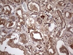 UFD1L Monoclonal Antibody (OTI8G6), TrueMAB , OriGene 100 &mu;L; Unconjugated:Antibodies,