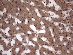 UFD1L Monoclonal Antibody (OTI8G6), TrueMAB , OriGene 100 &mu;L; Unconjugated:Antibodies,