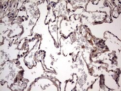 UFD1L Monoclonal Antibody (OTI8G6), TrueMAB , OriGene 100 &mu;L; Unconjugated:Antibodies,