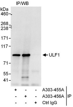 UFL1 Rabbit anti-Human, Polyclonal, Bethyl Laboratories 100 &mu;L; Unconjugated:Antibodies,