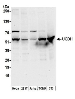 UGDH Rabbit anti-Human, Mouse, Polyclonal, Bethyl Laboratories 100 &mu;L;
