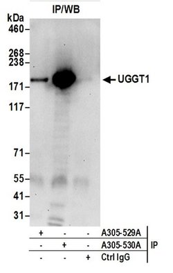 UGGT1 Rabbit anti-Human, Mouse, Polyclonal, Bethyl Laboratories 100 &mu;L;