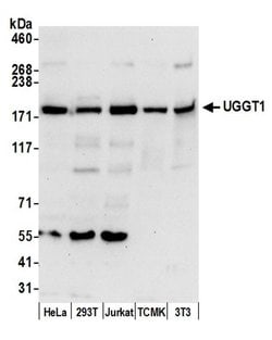 UGGT1 Rabbit anti-Human, Mouse, Polyclonal, Bethyl Laboratories 100 &mu;L;