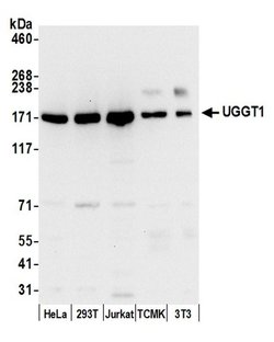 UGGT1 Rabbit anti-Human, Mouse, Polyclonal, Bethyl Laboratories 100 &mu;L;