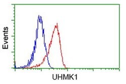 UHMK1 Monoclonal Antibody (OTI2H4), TrueMAB , OriGene 30 &mu;L; Unconjugated:Antibodies,