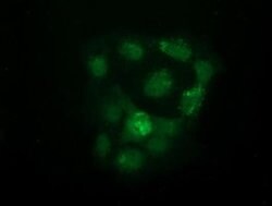 UHMK1 Monoclonal Antibody (OTI2H4), TrueMAB , OriGene:Antibodies:Primary