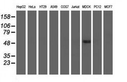 UHMK1 Monoclonal Antibody (OTI2H4), TrueMAB , OriGene:Antibodies:Primary