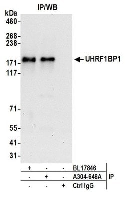 UHRF1BP1 Rabbit anti-Human, Polyclonal, Bethyl Laboratories 100 &mu;l;