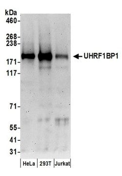UHRF1BP1 Rabbit anti-Human, Polyclonal, Bethyl Laboratories 100 &mu;l;