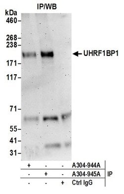 UHRF1BP1L/KIAA0701 Rabbit anti-Human, Polyclonal, Bethyl Laboratories 100