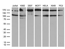 UHRF2 Monoclonal Antibody (OTI4E10), TrueMAB , OriGene 100 &mu;L; Unconjugated:Antibodies,