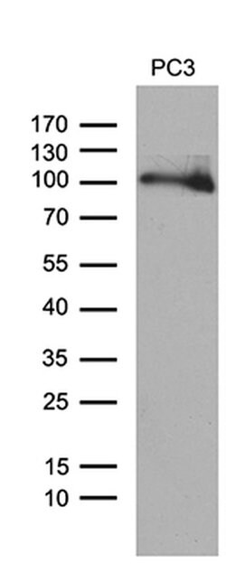 UHRF2 Monoclonal Antibody (OTI4G10), TrueMAB , OriGene 30 &mu;L; Unconjugated:Antibodies,
