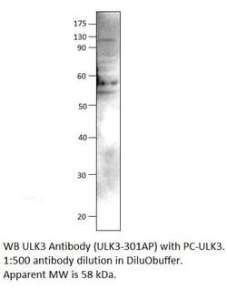 ULK3 Rabbit anti-Bovine, Human, Mouse, Non-human Primate, Rat, Polyclonal,