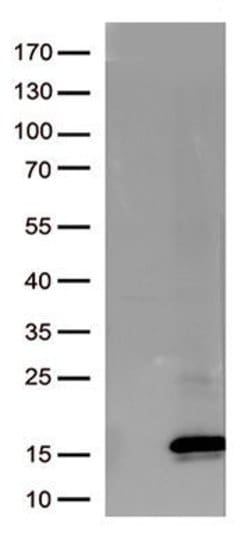 Melan A (MLANA) Mouse anti-Human, Clone: UMAB286, Origene 30 &mu;L; Unconjugated:Antibodies,