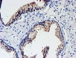 UNG Mouse anti-Human, Clone: OTI1G1, lyophilized, TrueMAB 100 &mu;g; Unconjugated:Antibodies,