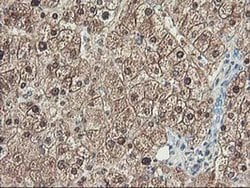 UNG Monoclonal Antibody (OTI2C12), TrueMAB , OriGene 100 &mu;L; Unconjugated:Antibodies,