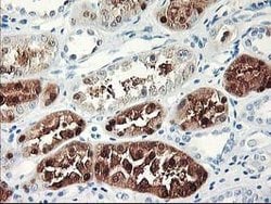 UNG Mouse anti-Human, Clone: OTI1G2, lyophilized, TrueMAB 100 &mu;g; Unconjugated:Antibodies,