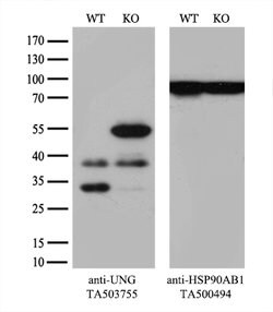 UNG Mouse anti-Human, Clone: OTI1G2, lyophilized, TrueMAB 100 &mu;g; Unconjugated:Antibodies,