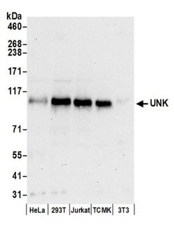 UNK Polyclonal Antibody, Bethyl Laboratories 20 &mu;l; Unlabeled:Antibodies,
