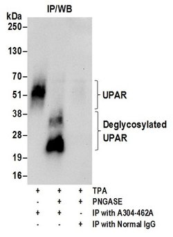 UPAR Rabbit anti-Human, Polyclonal, Bethyl Laboratories 10 &mu;L; Unconjugated:Antibodies,
