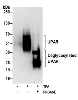 UPAR Rabbit anti-Human, Polyclonal, Bethyl Laboratories 100 &mu;L; Unconjugated:Antibodies,