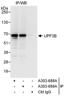 UPF3B Rabbit anti-Human, Polyclonal, Bethyl Laboratories 100 &mu;L; Unconjugated:Antibodies,