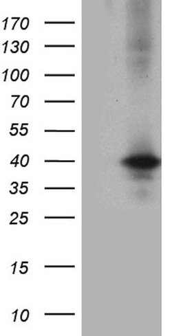UPP2 Monoclonal Antibody (OTI9G9), TrueMAB , OriGene 100 &mu;L; Unconjugated:Antibodies,