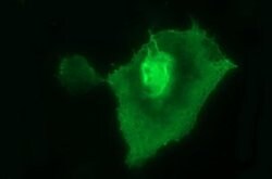 UPRT Monoclonal Antibody (OTI1A3), TrueMAB , OriGene 100 &mu;L; Unconjugated:Antibodies,