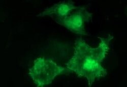 UPRT Monoclonal Antibody (OTI2F2), TrueMAB , OriGene:Antibodies:Primary
