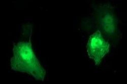 UPRT Monoclonal Antibody (OTI3A3), TrueMAB , OriGene 100 &mu;L; Unconjugated:Antibodies,
