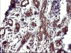 UPRT Mouse anti-Human, Clone: OTI1C9, lyophilized, TrueMAB 100 &mu;g; Unconjugated:Antibodies,
