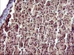 UPRT Mouse anti-Human, Clone: OTI1C9, lyophilized, TrueMAB 100 &mu;g; Unconjugated:Antibodies,