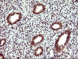 UPRT Mouse anti-Human, Clone: OTI1C9, lyophilized, TrueMAB 100 &mu;g; Unconjugated:Antibodies,