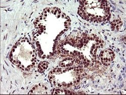 UPRT Mouse anti-Human, Clone: OTI1C9, lyophilized, TrueMAB 100 &mu;g; Unconjugated:Antibodies,