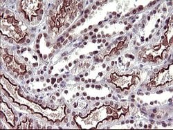 UPRT Mouse anti-Human, Clone: OTI1C9, lyophilized, TrueMAB 100 &mu;g; Unconjugated:Antibodies,
