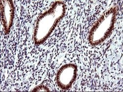 UPRT Monoclonal Antibody (OTI1A3), TrueMAB , OriGene 100 &mu;L; Unconjugated:Antibodies,