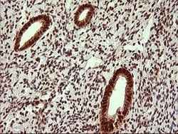 UPRT Monoclonal Antibody (OTI2F2), TrueMAB , OriGene 100 &mu;L; Unconjugated:Antibodies,