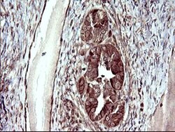 UPRT Monoclonal Antibody (OTI3A3), TrueMAB , OriGene:Antibodies:Primary
