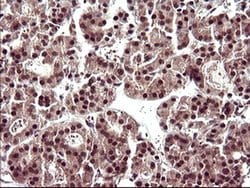 UPRT Monoclonal Antibody (OTI3A3), TrueMAB , OriGene 100 &mu;L; Unconjugated:Antibodies,