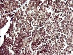 UPRT Monoclonal Antibody (OTI3A3), TrueMAB , OriGene 100 &mu;L; Unconjugated:Antibodies,
