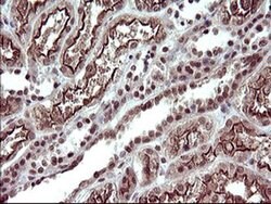 UPRT Monoclonal Antibody (OTI3A3), TrueMAB , OriGene 100 &mu;L; Unconjugated:Antibodies,